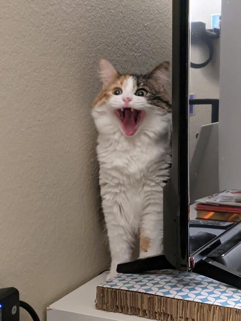 Улыбка кота
