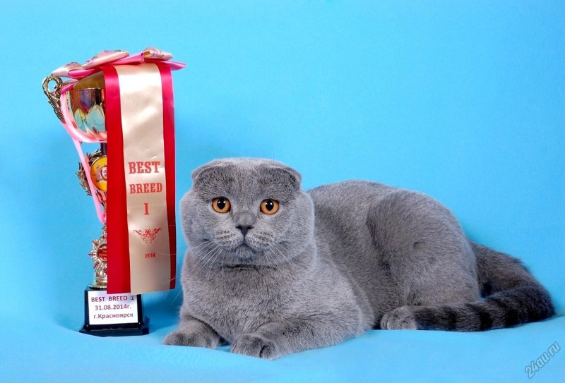 Котенок британец 4 месяца