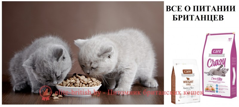 Корм для вислоухих шотландцев котят