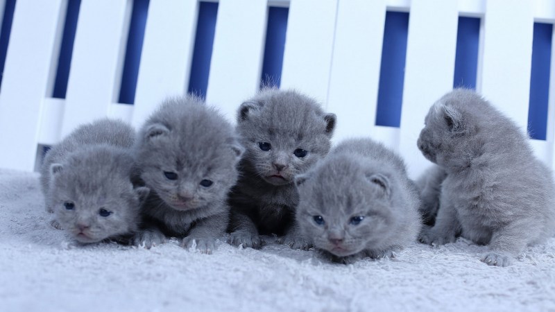 Котенок 1 месяц чем кормить корм