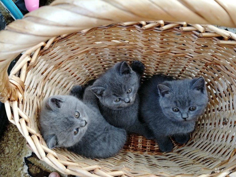 Коты русские голубые вислоухие