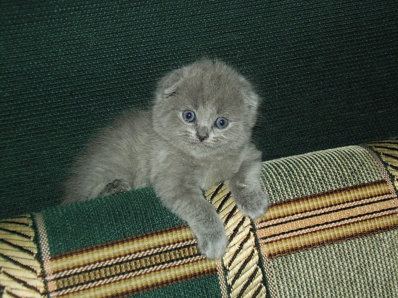 Питомник шотландских вислоухих кошек