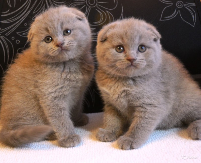 Британская кошка короткошерстная и длинношерстная