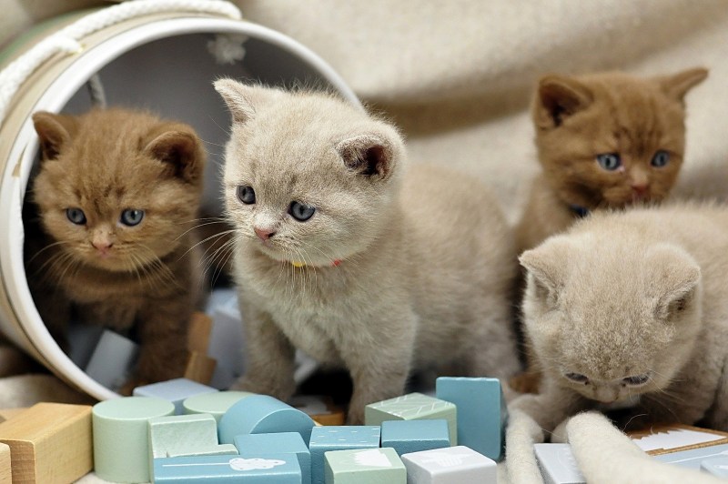 Обои котята