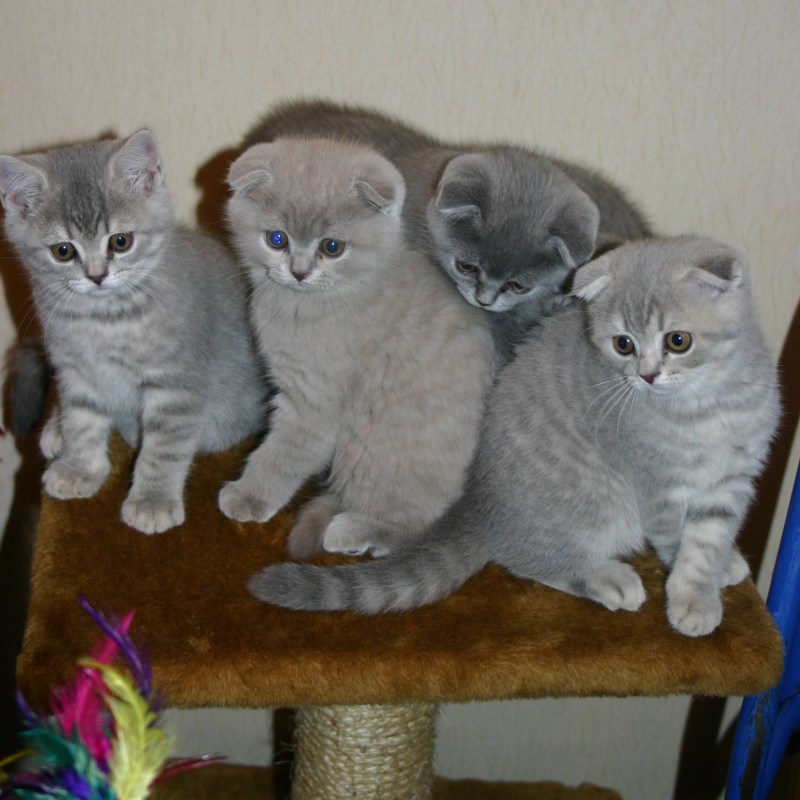 Лиловый котенок шотландец