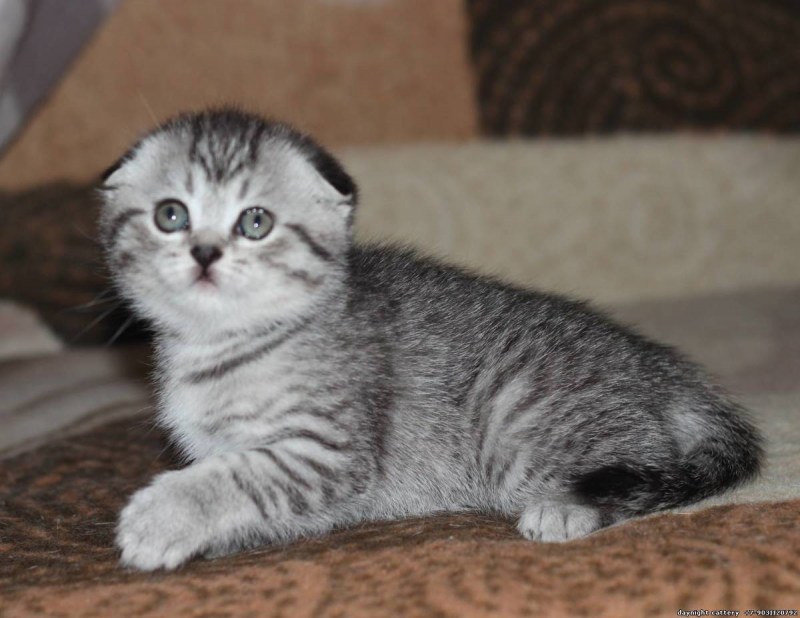 Шотландская вислоухая кошка котенок