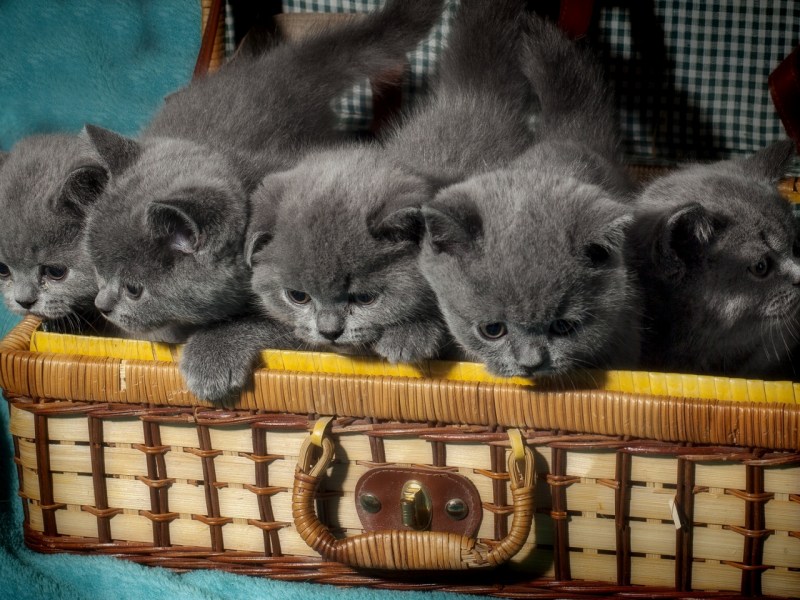 Питание шотландских вислоухих котят