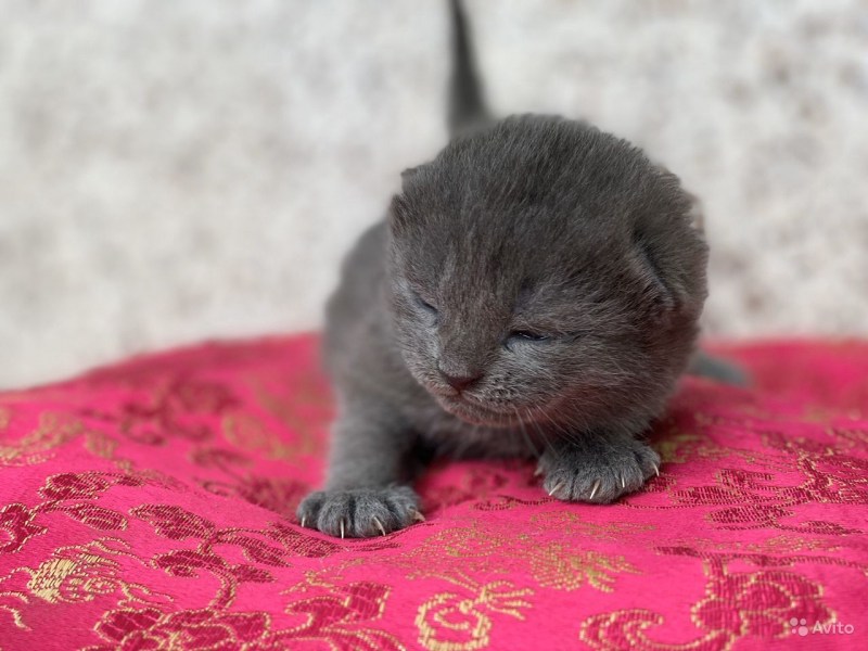 Уход за вислоухими котами