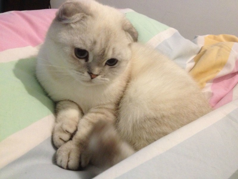 Скоттиш фолд шиншилла прямоухая