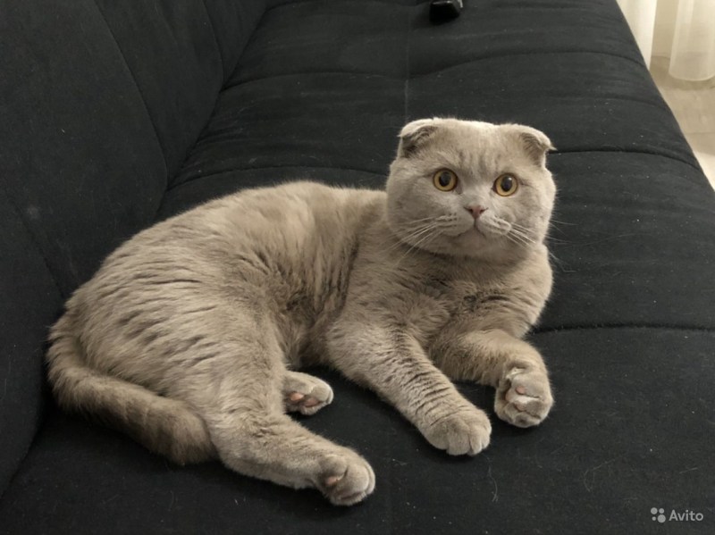 Серая вислоухая кошка отдаёт честь