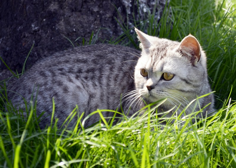 Британская кошка короткошерстная полосатая