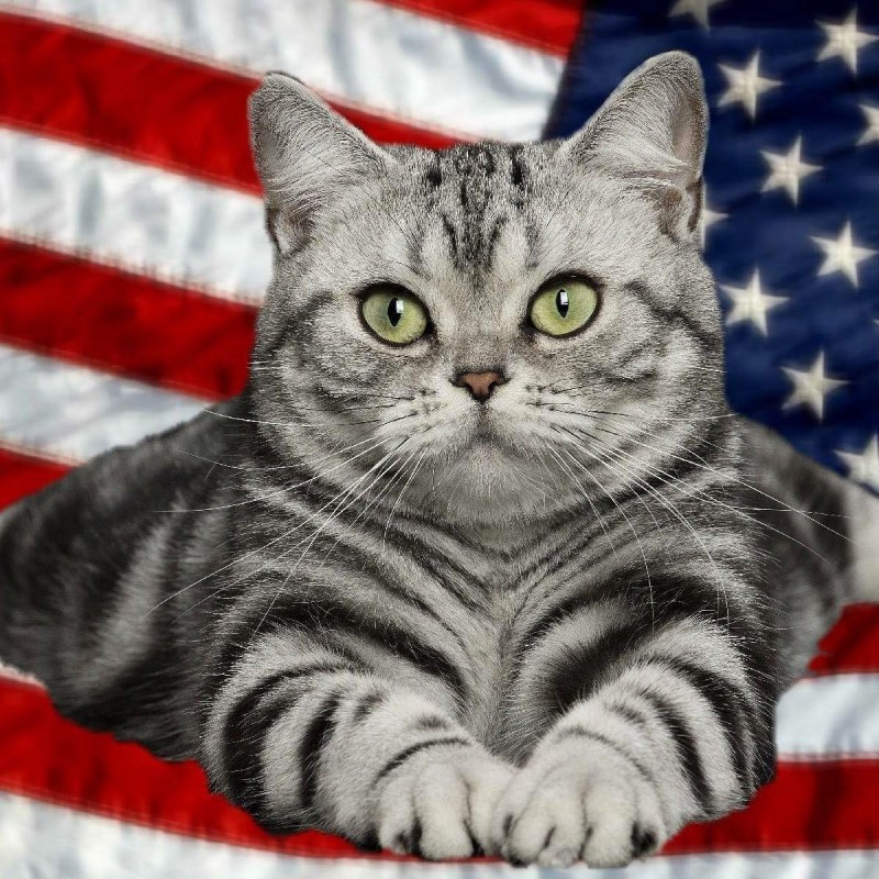 Американская короткошерстная кошка табби