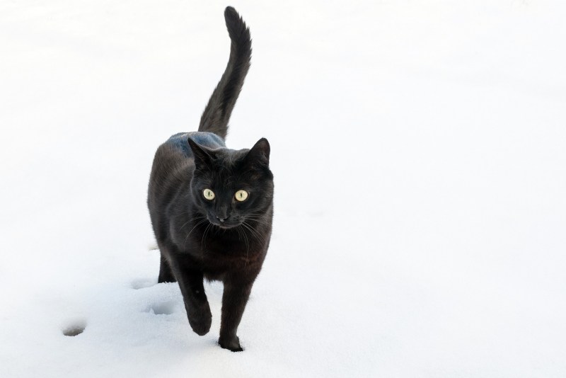 Кошки без породы черные