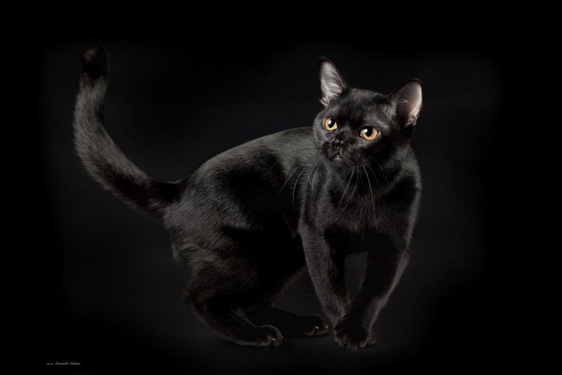 Бомбейская кошка серая