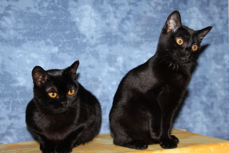 Бомбейская кошка котенок