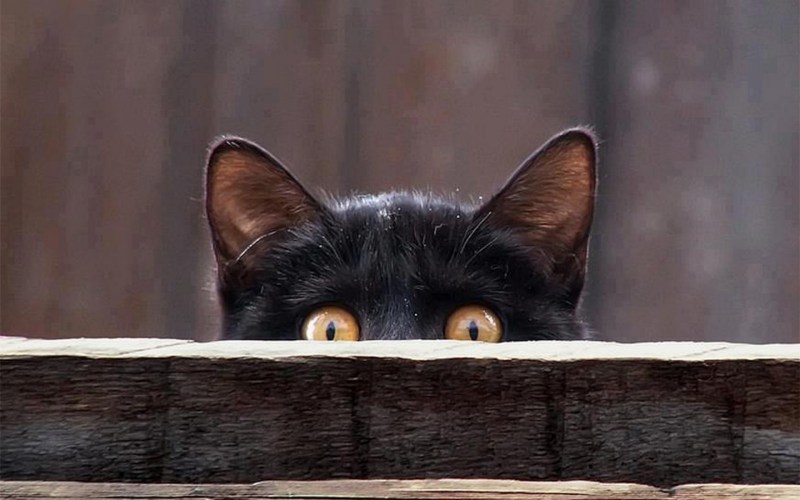 Оксана Заика коты