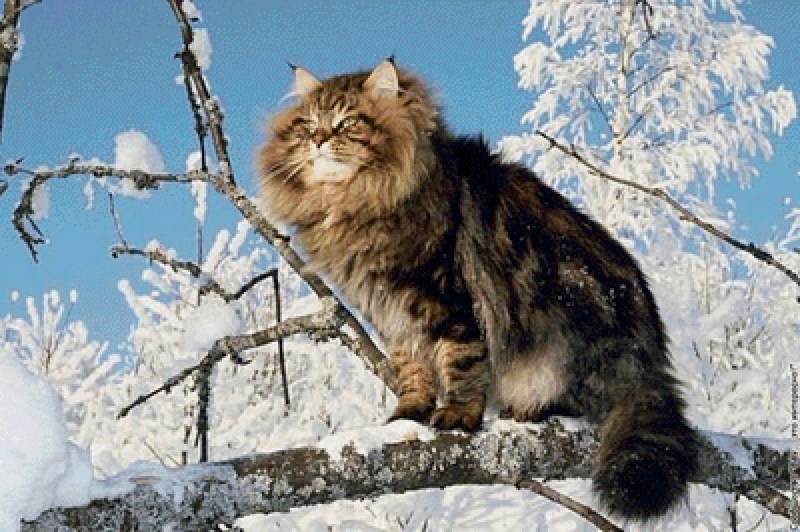 Кот на солнышке в цветах