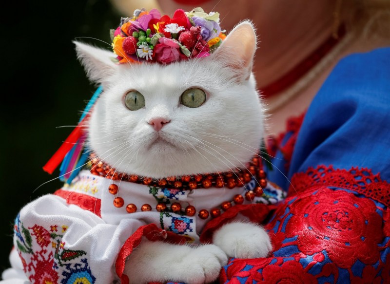 Кошка в вышиванке