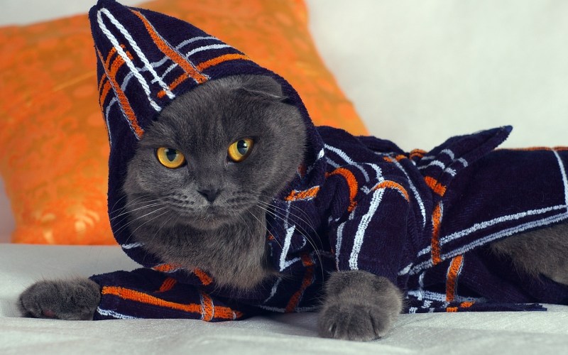 Лиса и Котофей Иванович