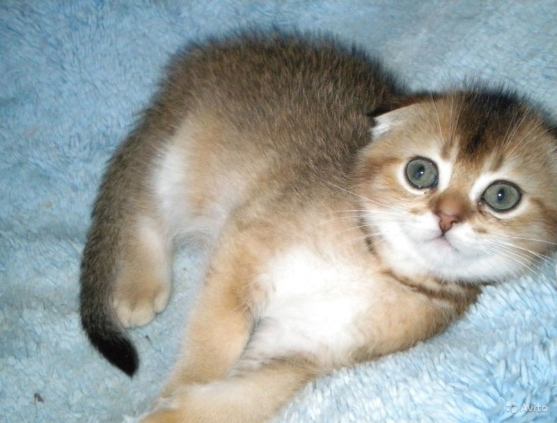 Скоттиш фолд Золотая шиншилла