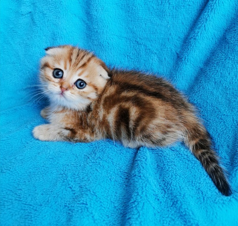 Скоттиш фолд ny22