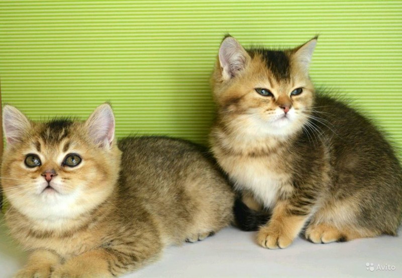 Скоттиш фолд Золотая шиншилла