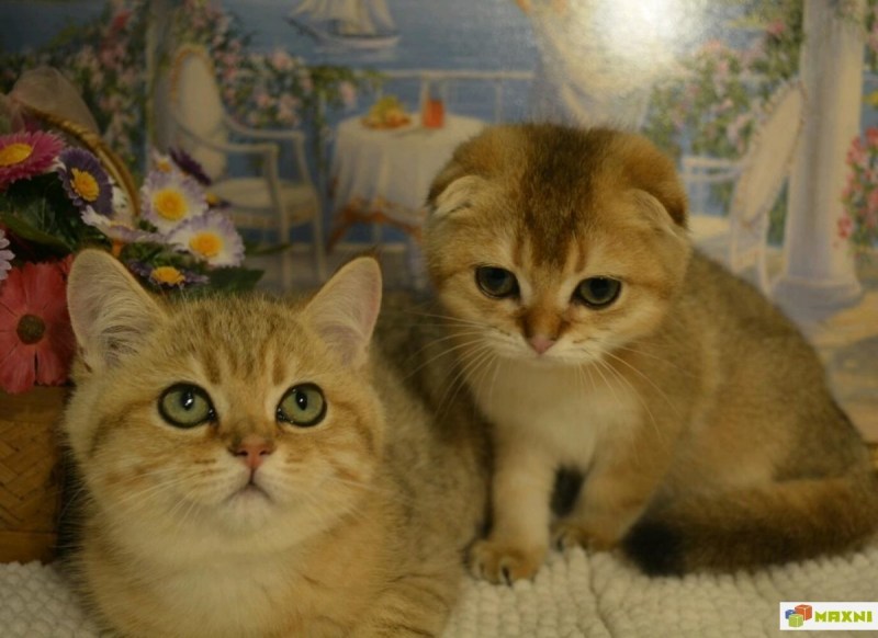 Скоттиш фолд Золотая шиншилла