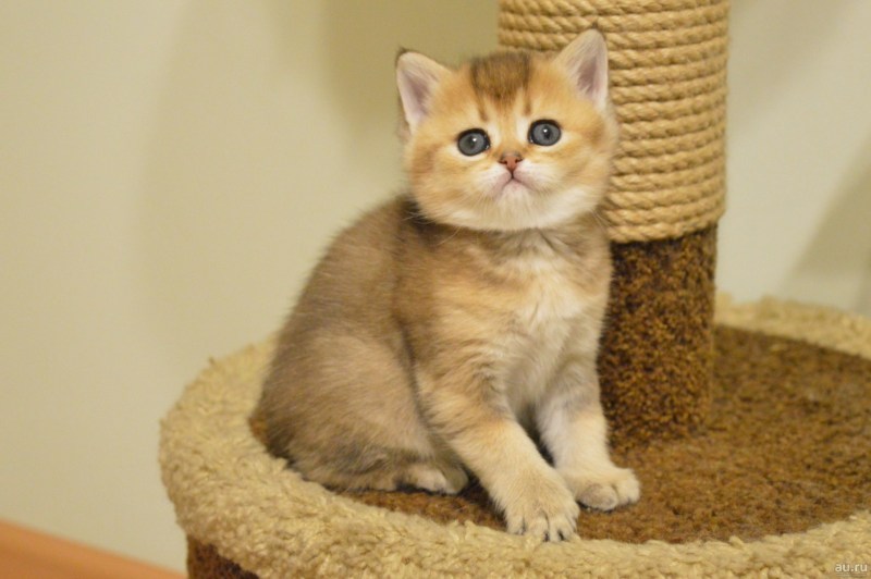 Шотландская кошка прямоухая Золотая шиншилла