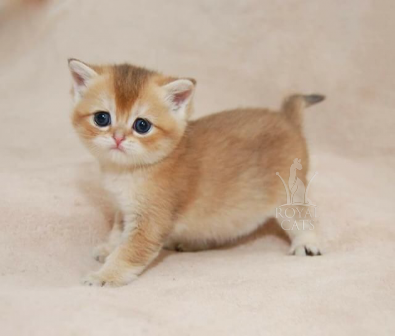 Золотой шотландский кот