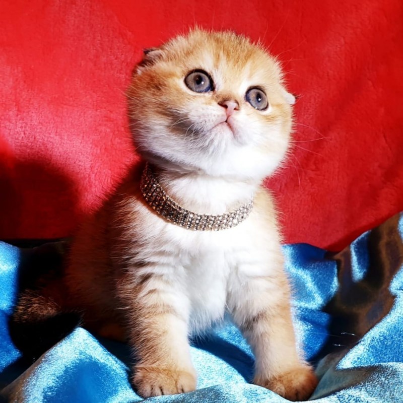 Вислоухие Шотландские котята рыжие тигровые