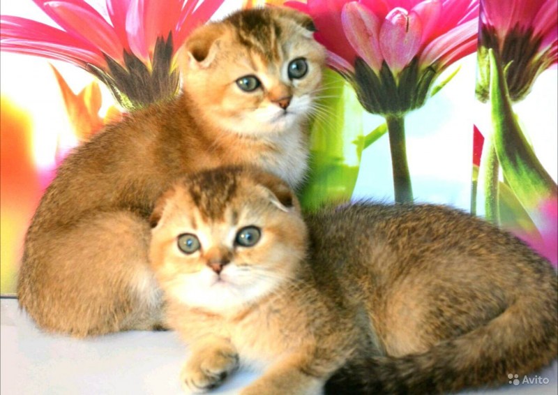 Шотландский кот Золотая шиншилла страйт
