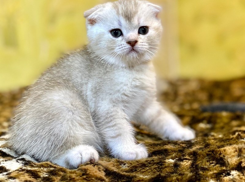Шотландская прямоухая шиншилла