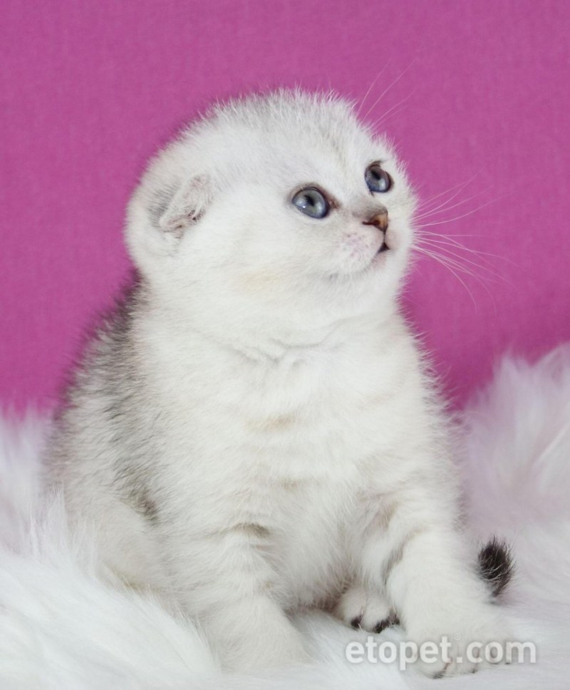 Шотландский фолд шиншилла