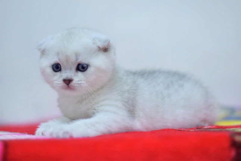 Шотландская вислоухая кошка шиншилла