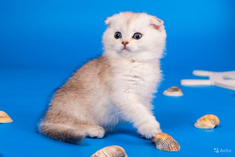 Кот вислоухий шотландец шиншилла