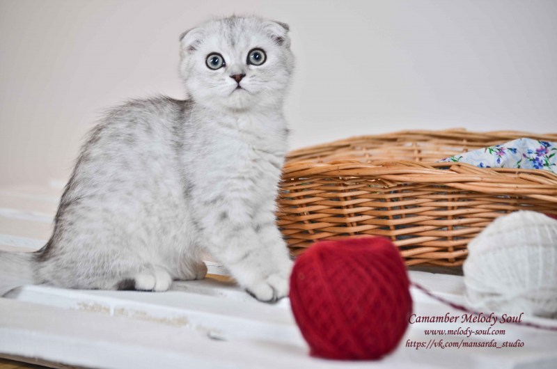Скоттиш-фолд Шотландская вислоухая кошка