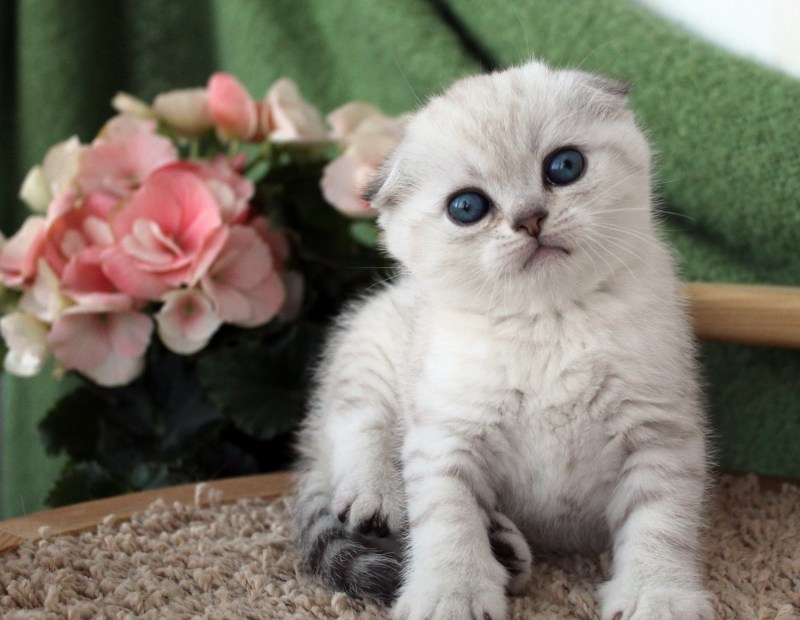 Шотландский фолд шиншилла
