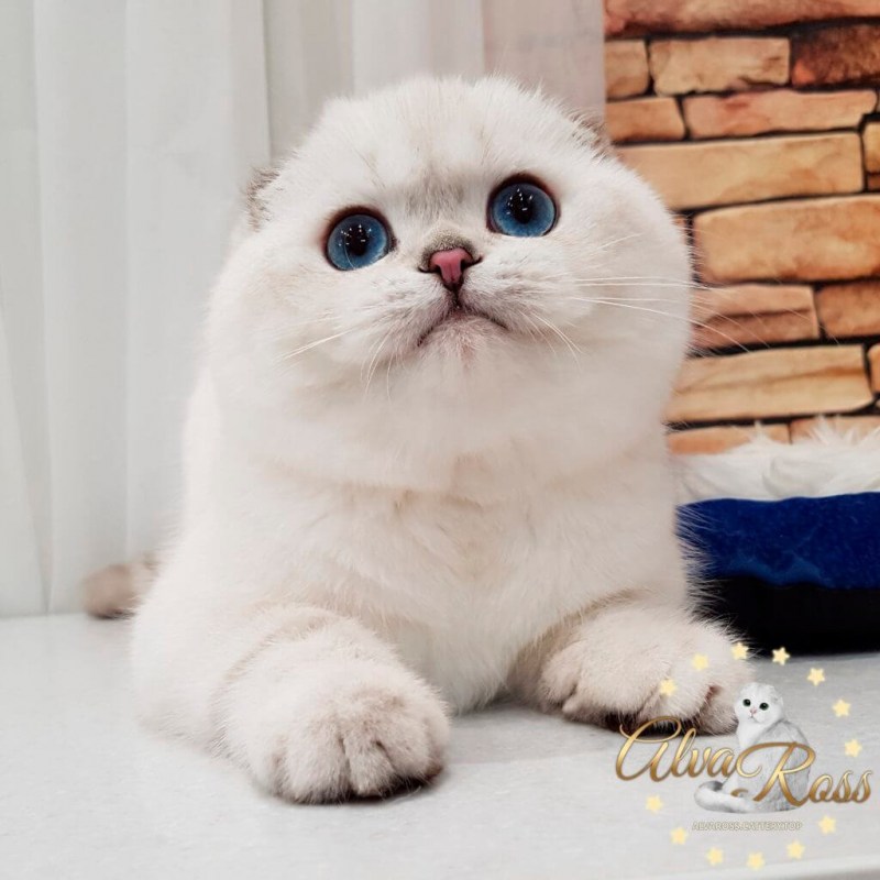 Скоттиш фолд мраморная серебристая шиншилла
