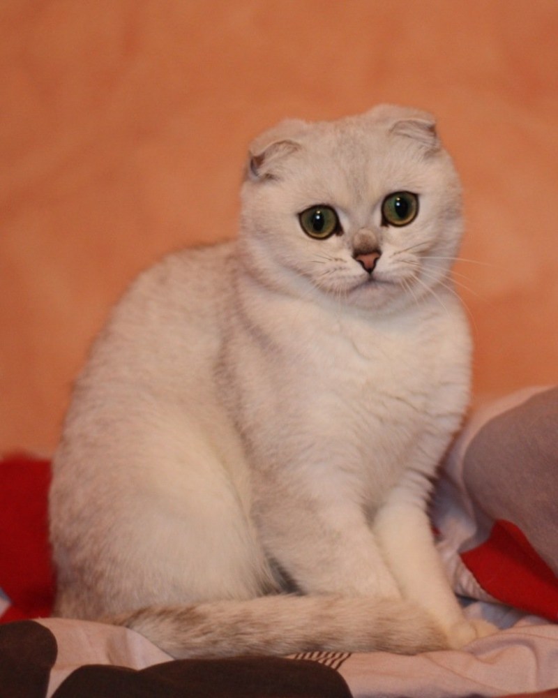 Шотландская вислоухая кошка шиншилла серебристая