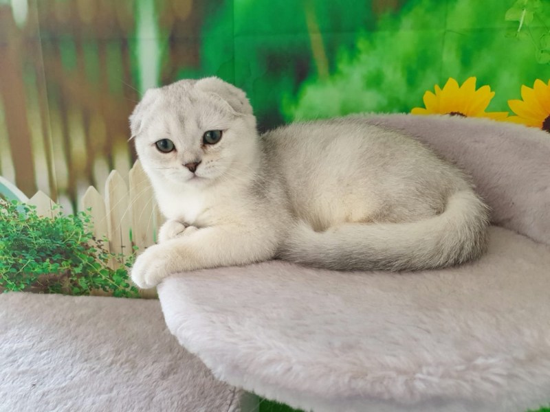 Шотландская серебристая шиншилла