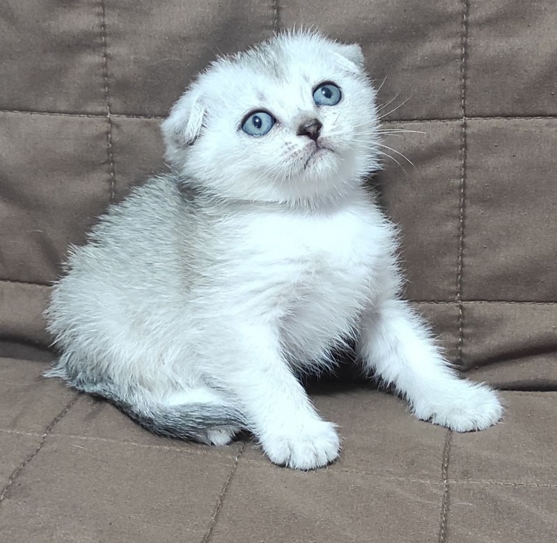 Вислоухие шиншиллы котята