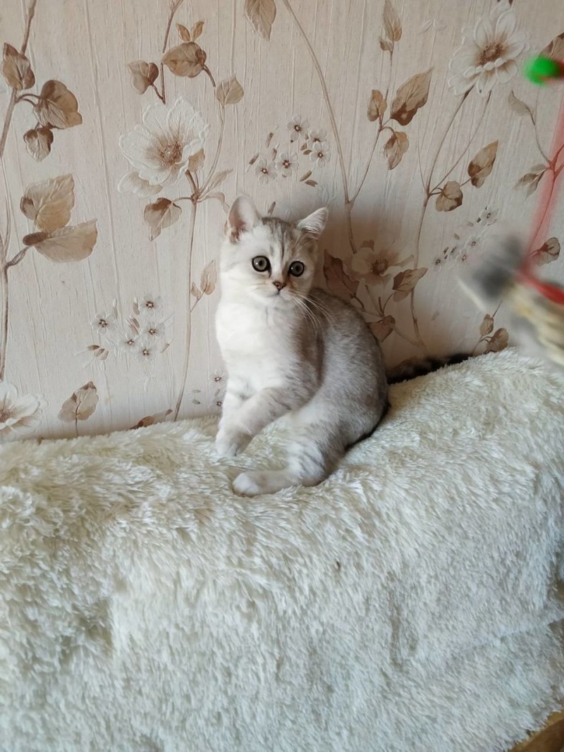 Голубая шиншилла вислоухая