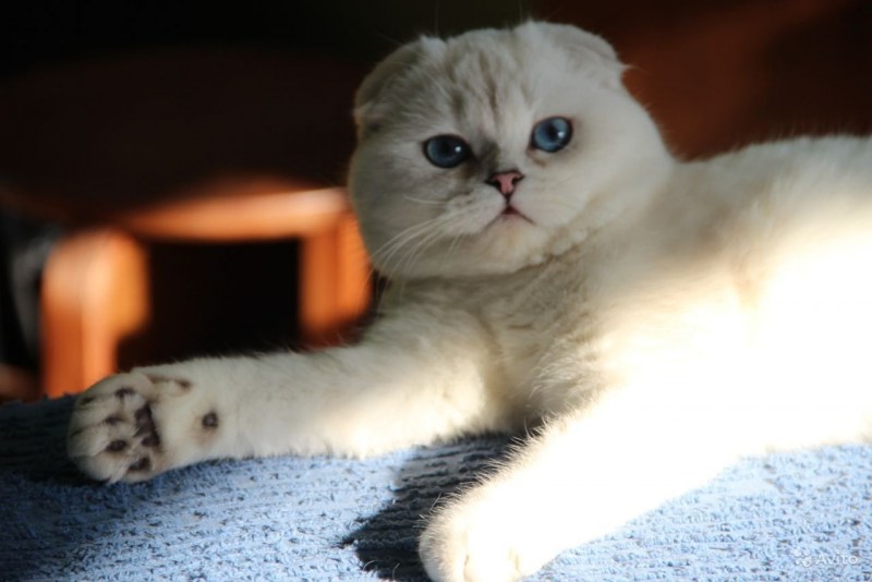 Котенок серебристая шиншилла вислоухий