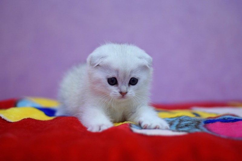 Вязка кот шиншилла Челябинск