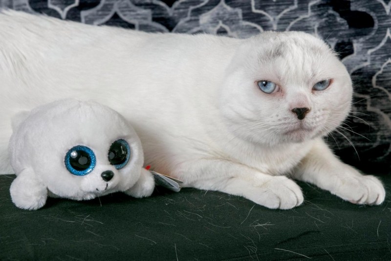 Британец вислоухий котенок белый