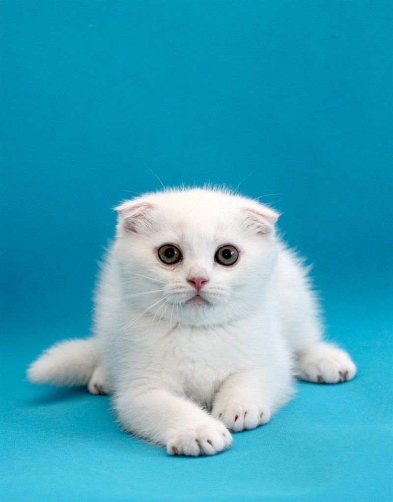 Скоттиш-фолд Шотландская вислоухая кошка белый