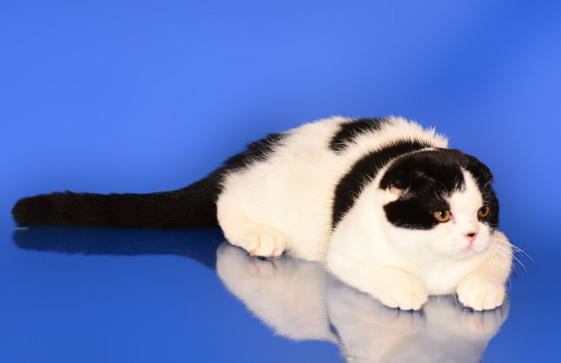 Скоттиш фолд шиншилла