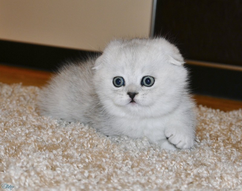 Шотландская вислоухая кошка белая