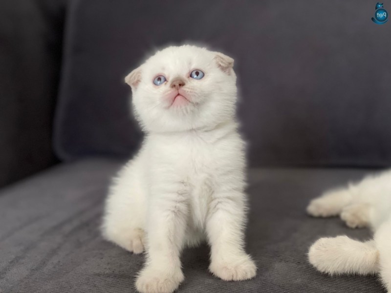 Шотландский вислоухий белый пятнисты2