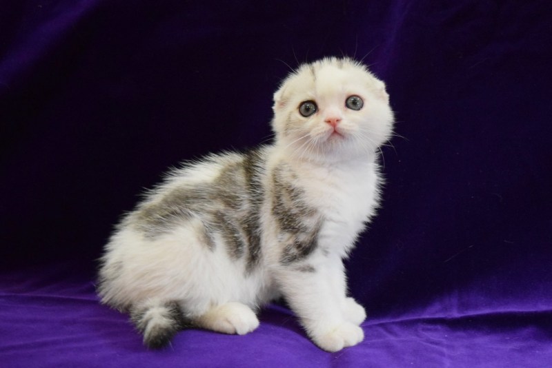 Шотландские вислоухие коты белые